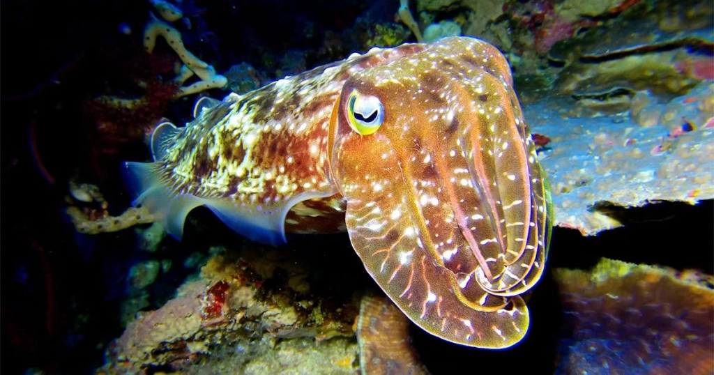 Cuttlefish, Ambon, Alor - Indonesia - Dewi Nusantara Liveaboard