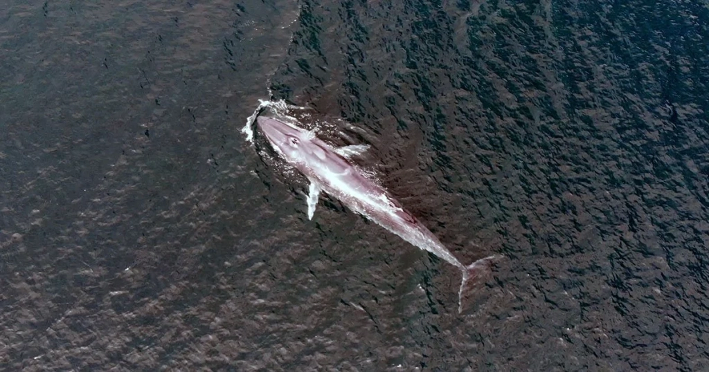 Whale, Alor - Indonesia - Dewi Nusantara Liveaboard