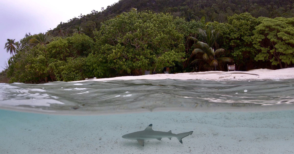Black Tip Reef Shark, Triton Bay - Indonesia - Dewi Nusantara Liveaboard