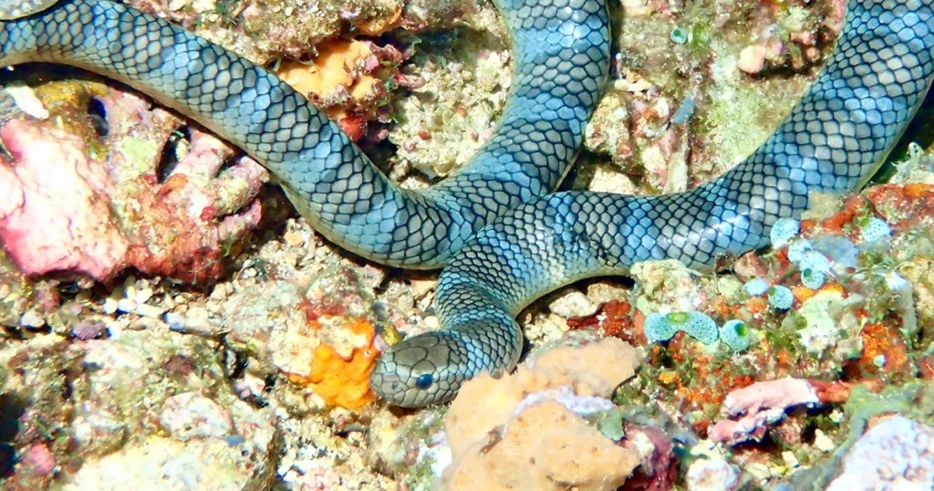 Olive sea snake Banda Sea - Indonesia - Dewi Nusantara Liveaboard