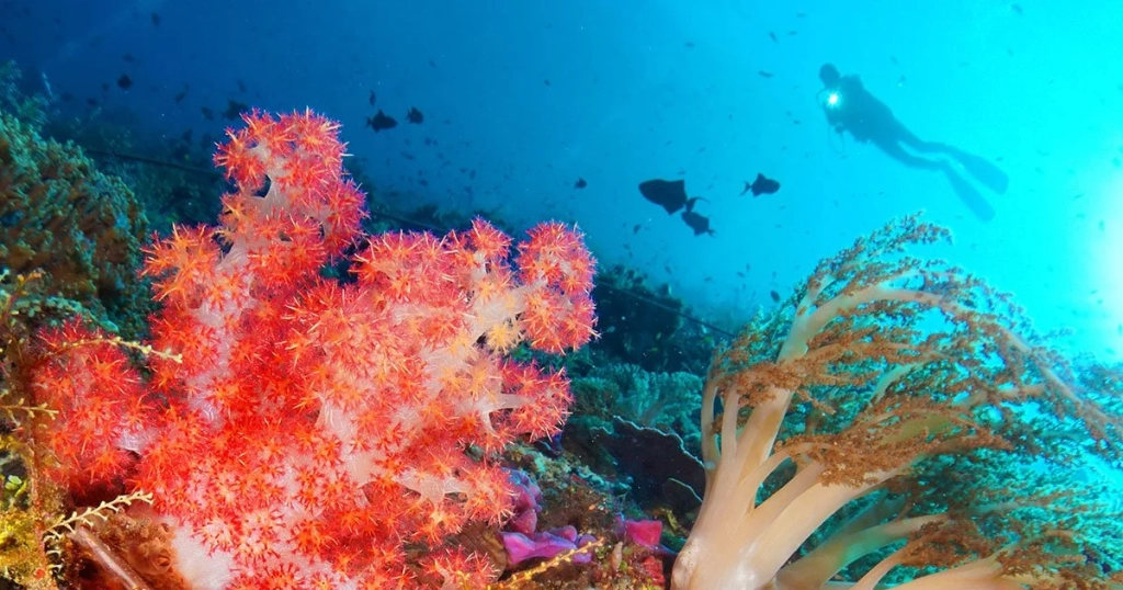Diver & Reef Alor - Indonesia - Dewi Nusantara Liveabord