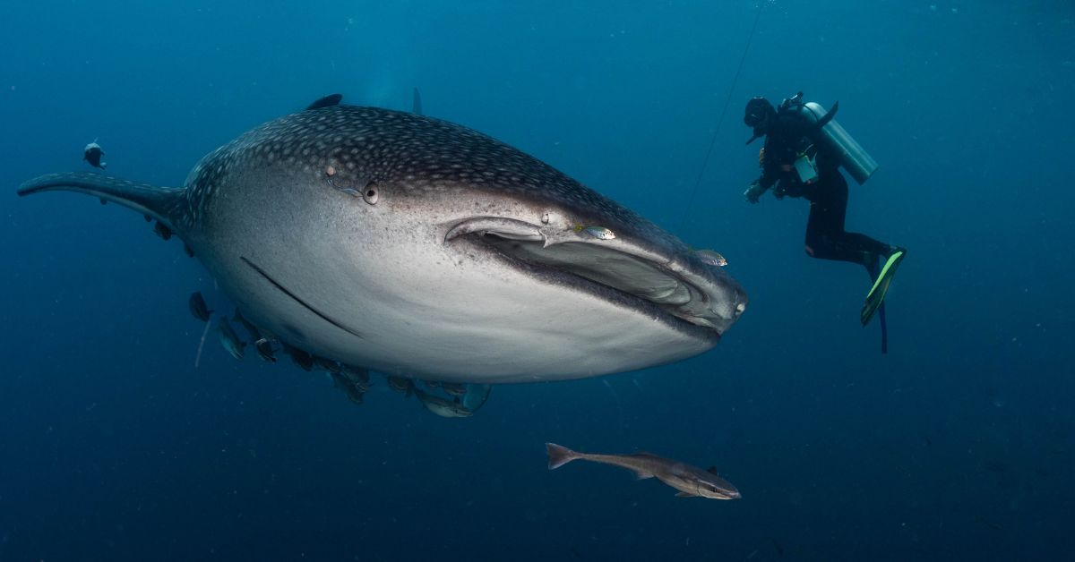 9 Codes of Conduct Before Whale Shark Diving
