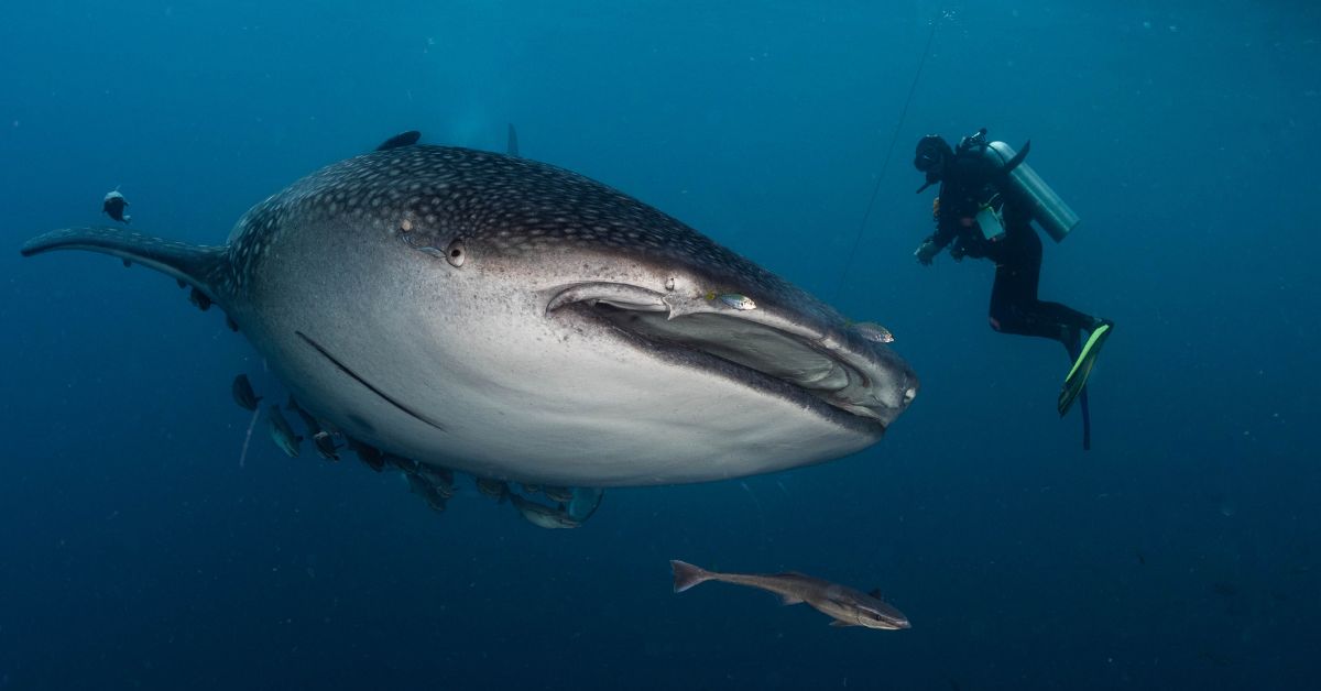 Reasons To Go Whale Shark Diving in Indonesia