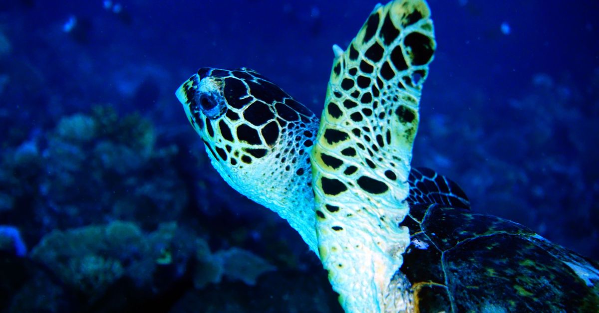 Sights You Can Expect To See When Muck Diving in Indonesia