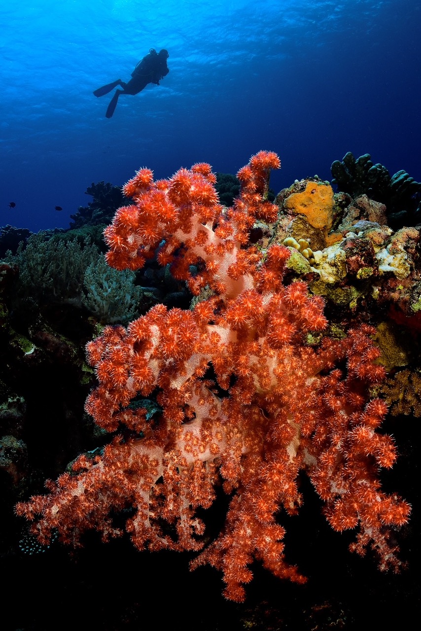 Diver and Corals at Triton Bay