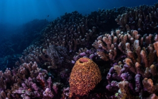 Things To Know About Diving in Halmahera