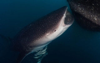 Reasons To Go Whale Shark Diving in Indonesia