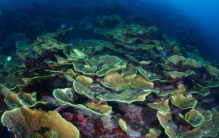 Sights You Can Expect To See When Muck Diving in Indonesia